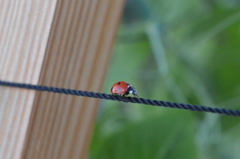 Garden Ladybug