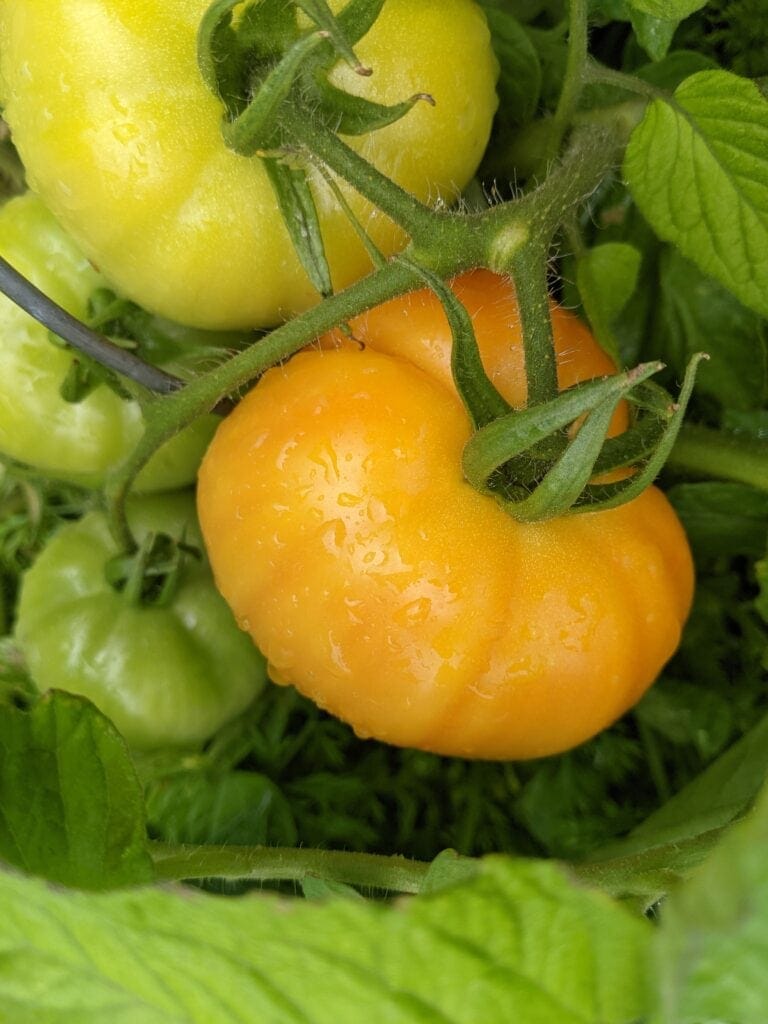Fresh garden tomatoes