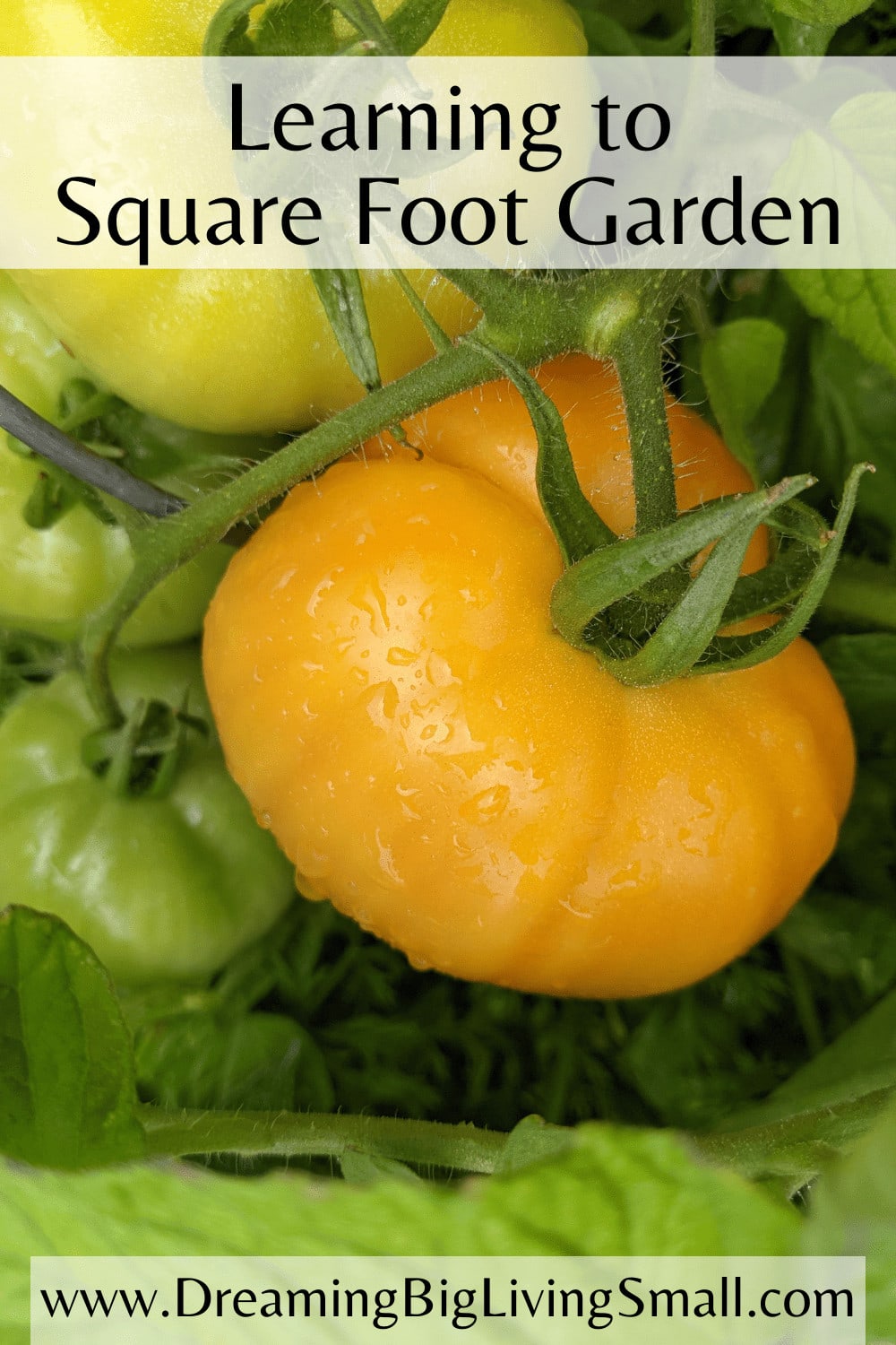 Learning to Square Foot Garden