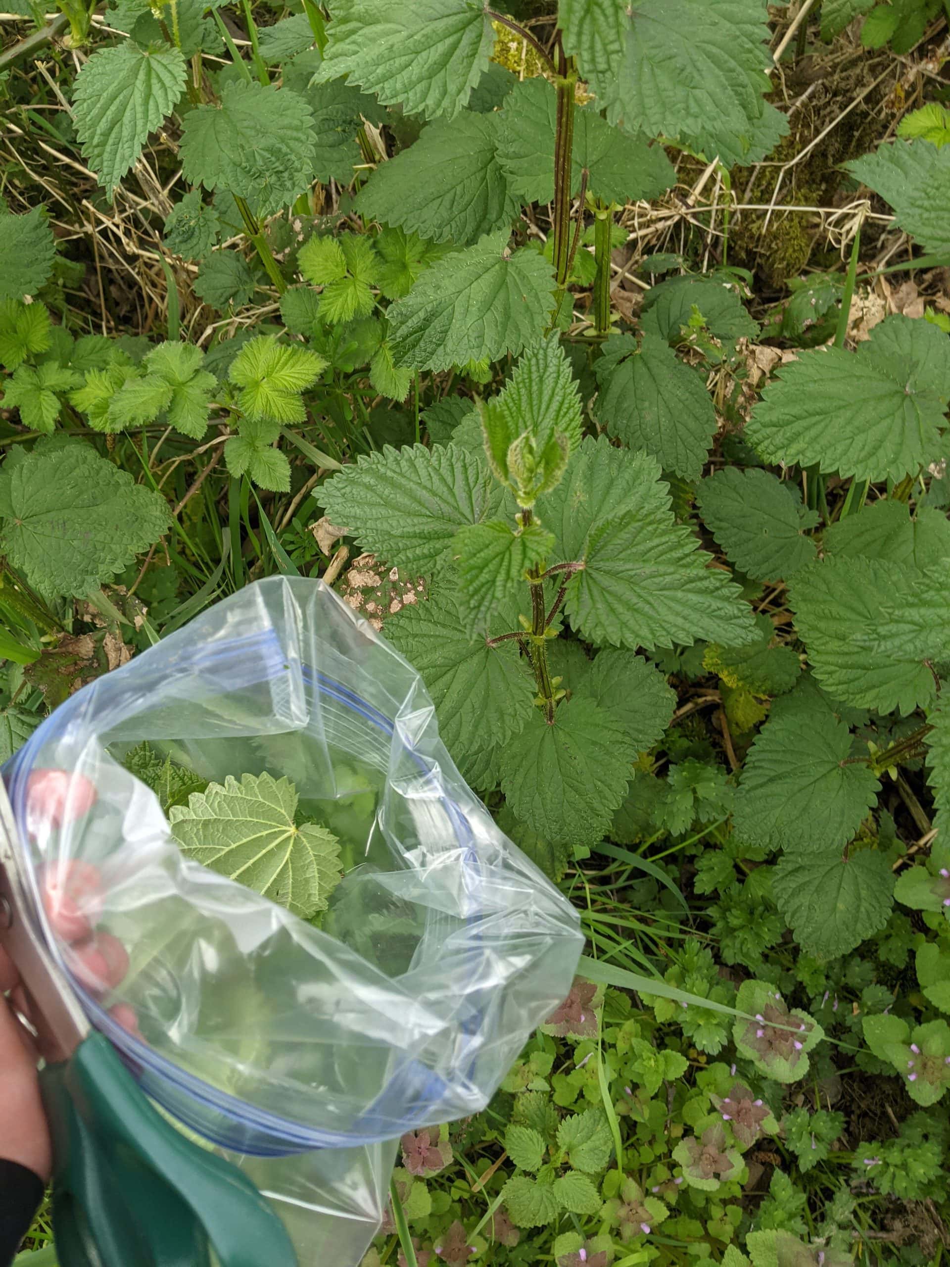 Collecting Stinging Nettles