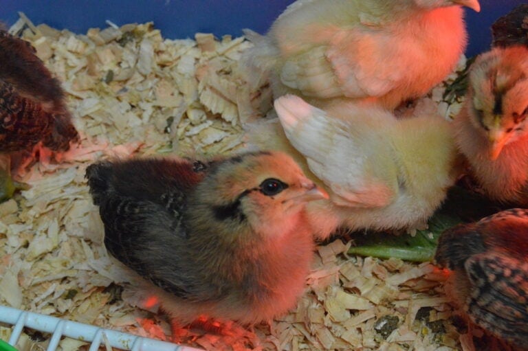What we learned about raising backyard chickens