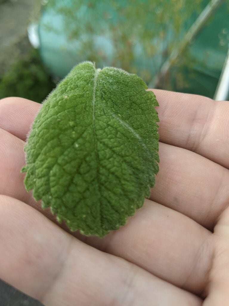 Apple mint leaves